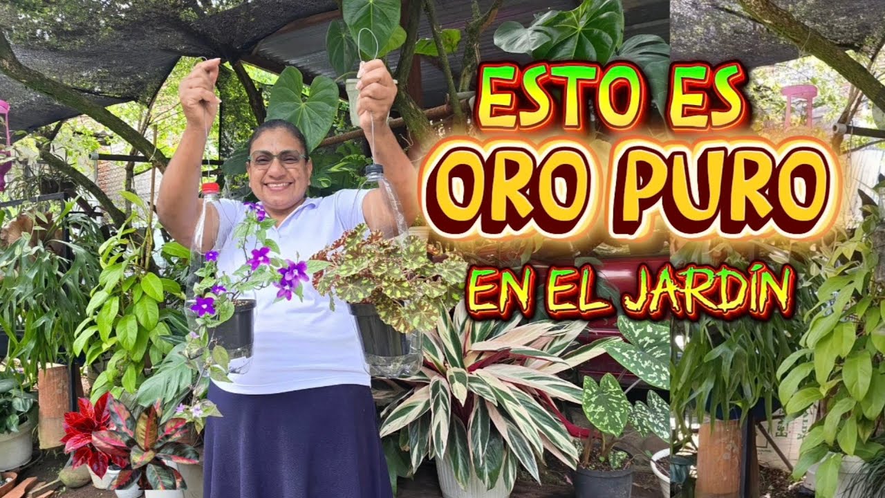 PORTA MACETAS COLGANTES con botellas PET oro puro para tu jardín/Liliana Muñoz