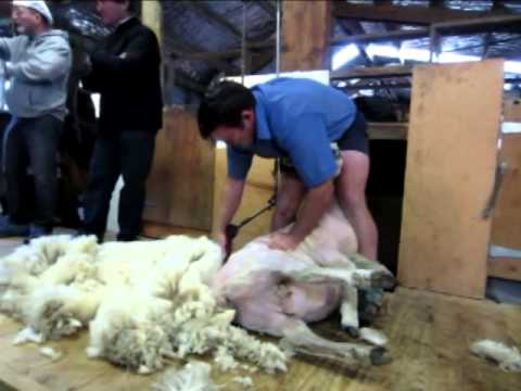 sheep sign shearing wool