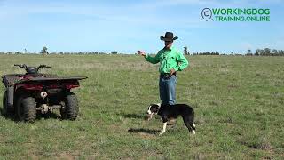 WORKING DOG TRAINING ONLINE - Extended Outrun Training Using the Four Wheeler as a Tool