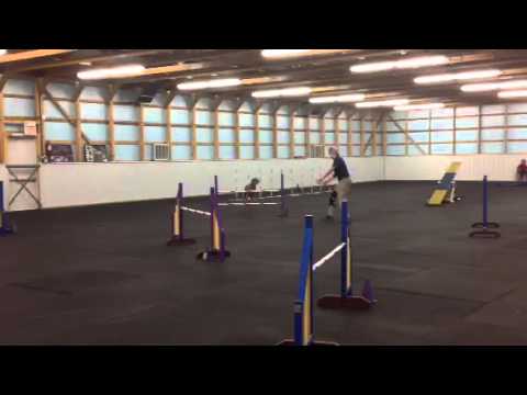 Weim in Agility