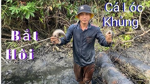Tát đìa lâu năm bắt Cá Lóc Khủng || 68 Miền Tây