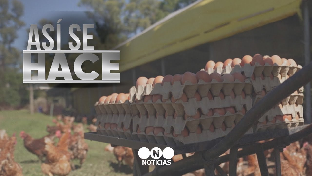 ASÍ SE HACE: MAPLES DE HUEVOS - Telefe Noticias