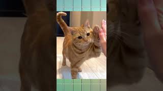 Kucing ini hobi tos dengan pemiliknya #kucinglucu #kucingimut #shorts