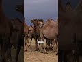 Unveiling The Mystery Of Camel Shorts Camel Animal Animalsinsect Insects Animals Animalfacts Unveiling The Mystery Of Camel Shorts Camel Animal Animalsinsect Insects Animals Animalfacts