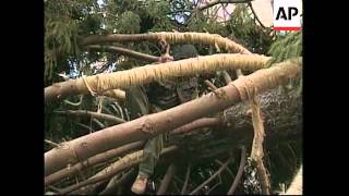 USA: NEW YORK: ARRIVAL OF ROCKEFELLER CHRISTMAS TREE