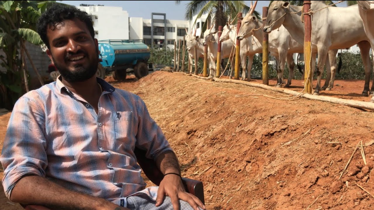 About Hallikar bullocks  maintenance by Varthur Santhosh