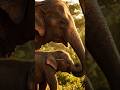 A Mother’s Love Has No Language – Elephant &amp; Her Baby 🐘❤️