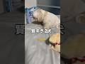人間のような理解力を発揮する犬 #犬 #dog #shorts #short #マルプー #犬のいる暮らし #賢い犬