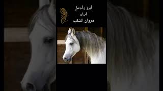 أجمل وابرز أبناء الحصان مروان الشقب اغلا حصان في العالم