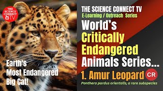 The Amur Leopard, Earth's Most Endangered Big Cat!  I wildlife I