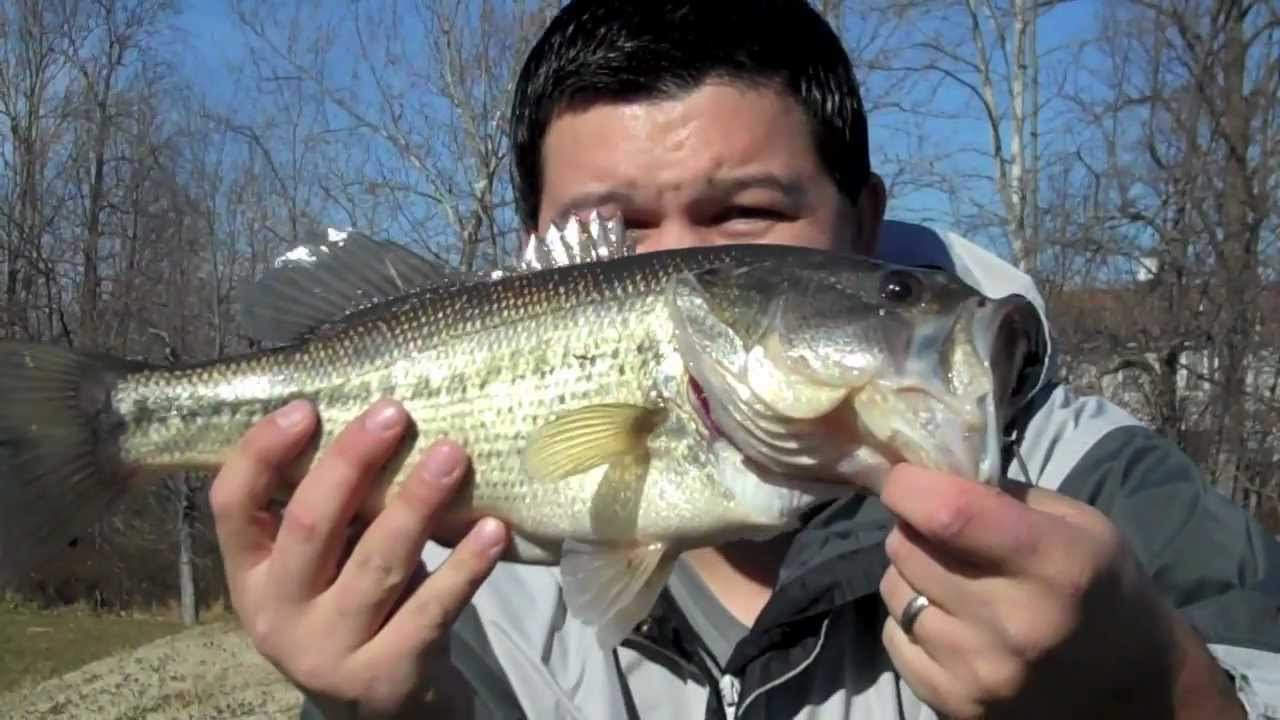 Red Eye Shad Bass fishing! - YouTube