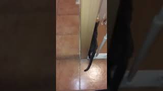 Wie Lange Die Blaue Katze An Der Schlafzimmertür Gewartet? So Berührend, Jeden Tag Pünktlich