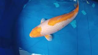 Oyama Koyo 78Cm - Seiryuus House Tategoi