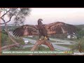 Swfl eagles  e23 80 days old  kisses mom gnite  takes on nest security   32024