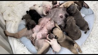 Ultrasound * C-section * Birth of babies ( Happy end) 🥰