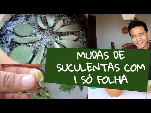 Vídeo: Como propagar plantas de casa com mudas de folhas