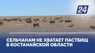 Сельчанам не хватает пастбищ в Костанайской области