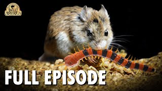 Wild America | S9 E3 'Killer Mice' | Full Episode | FANGS