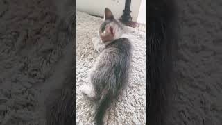 Một Likecho Chú Mèo