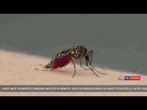 WEST NILE: SCOPERTE ZANZARE INFETTE IN VENETO, SCATTA SORVEGLIANZA SU INSETTI E UCCELLI | 31/07/2023