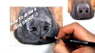 A short tutorial on how to draw realistic dog snout using coloured
pencils. most used drawing supplies: prismacolor premier pencils:
http://bit.ly/21nriz5 ...
