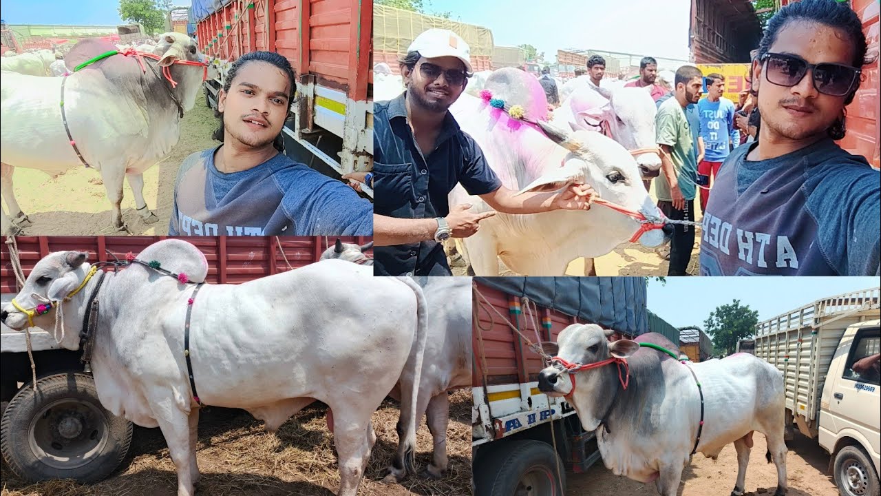 Sardar Nagar Bull's🐂 Market Se Aaj Ek☝ Janwar Le Aaye 🤗