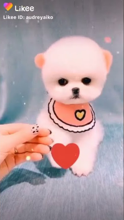 ANJING LUCU IMU🥰🥰🥰🥰🤣🤣