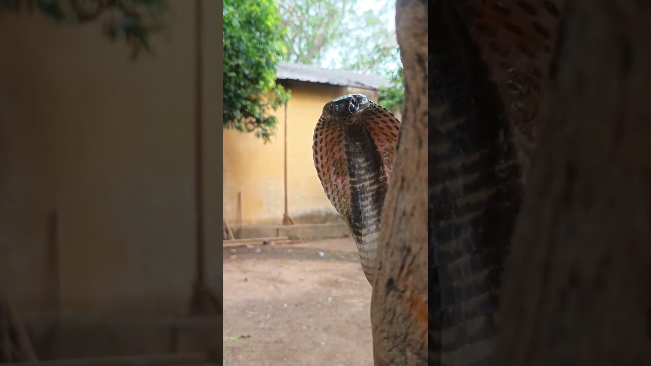 Cobra on Alert – Peeking from the Tree! #shorts #snake #ytshorts #viral #viralshorts #yt