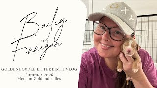 We’re Back after a season of loss |Medium Goldendoodle Litter Birth Vlog