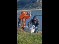 A Bigger Basket For the #RoyalCam Albatross