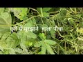humble plant touching movement #shorts