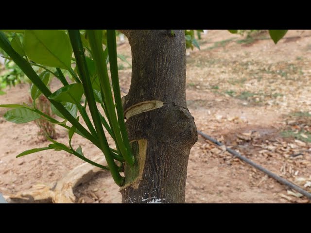 Injertos de plancha en varias formas