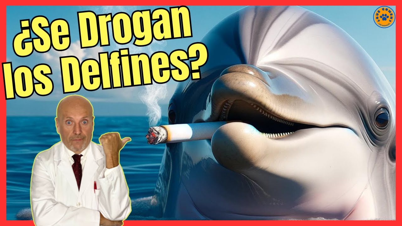 Drogan 🔴 ¿LOS DELFINES SE DROGAN? 🔴 - YouTube