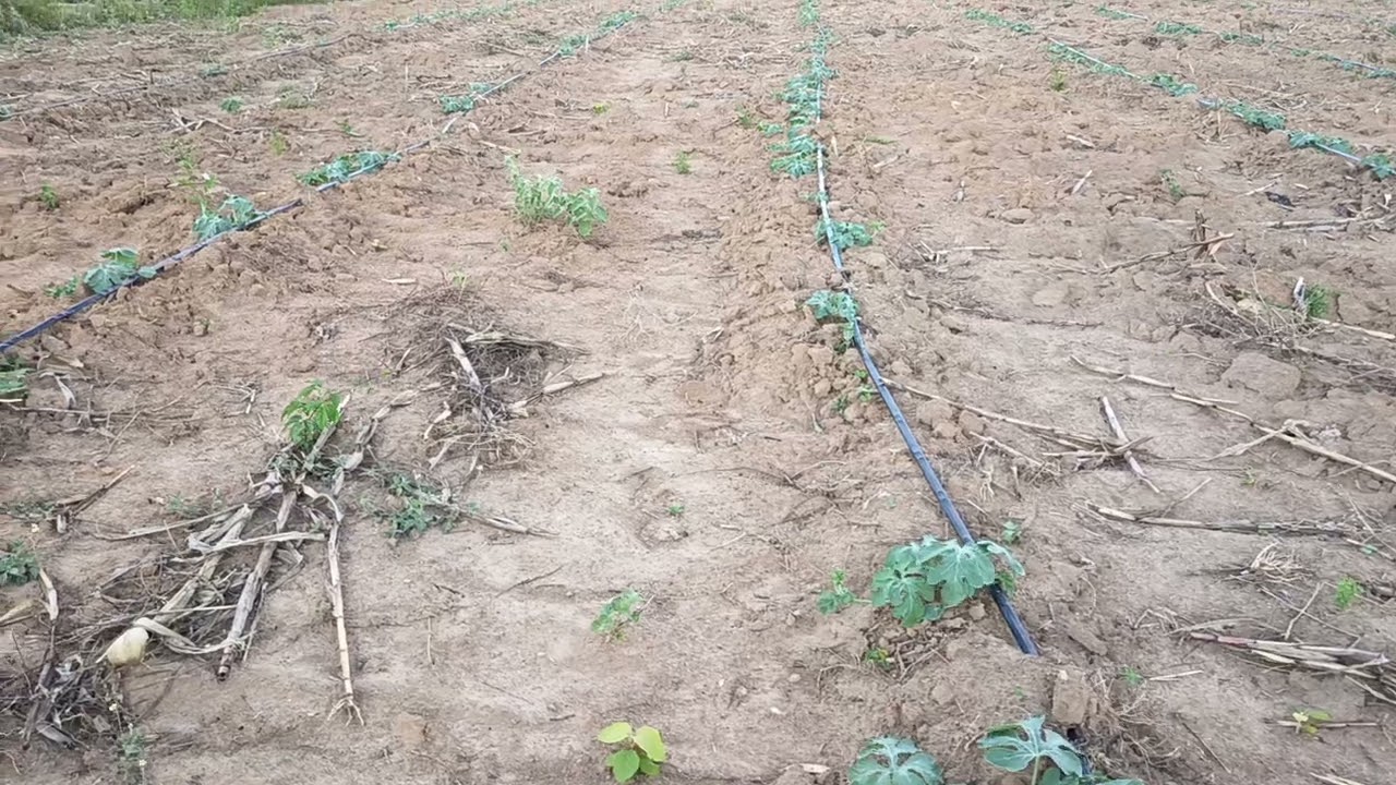  AS MINHAS MENINAS! MELANCIA LIVERPOOL 19 DIAS DE GERMINADA 