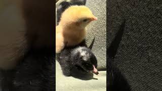 🐥Acaban de salir del cascarón🤠☀️#viral #pollitos #granja #rancho