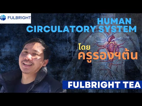 Human circulatory system