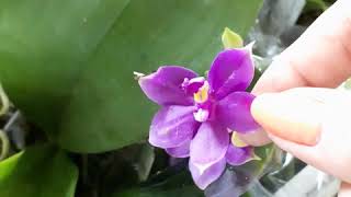 Орхидеи от ТенШин Орхидс приехали для Орхидиума!