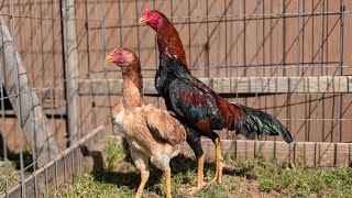 Cobra Asil Rooster and Hen 