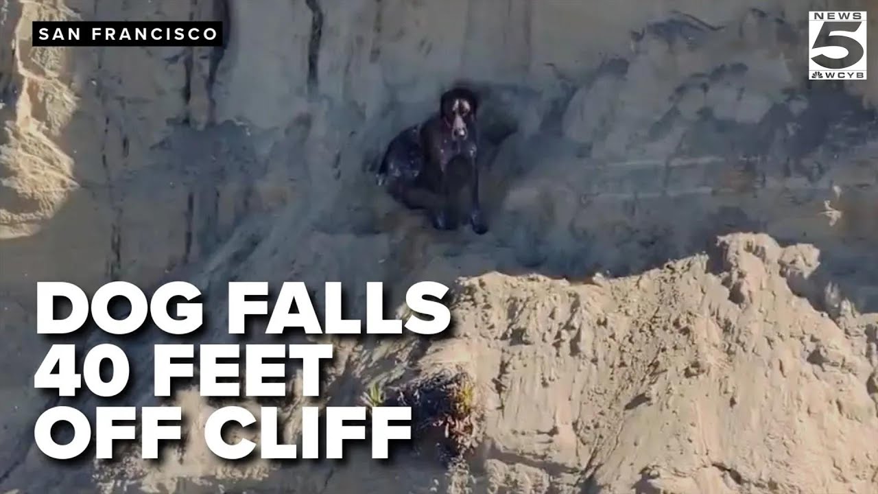 Dog dangles off California cliff as firefighters make lifesaving rescue