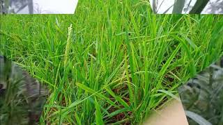 Coj Nej Mu Saib Peb Lub Neej Nyb Toj Siab Nawb