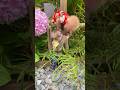 Monkey trendingshorts animals cutebaby memes animal monkeybaby socute funny babycute