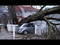 Dangerous Biggest Tree Cutting Fails With Chainsaw Working - Heavy Tree Falling On Car Pathetic