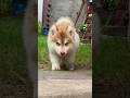#dogs #love #pets #shortsvideo #trending #viral #puppy #dog #doglovers