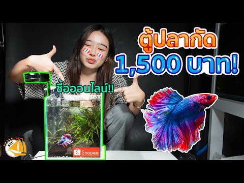 โอ้โห!ตู้ปลากัดราคา1500บาท- SNC FISH STORY EP.12
