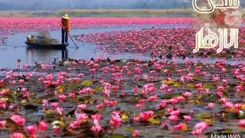 تلاوه للقارئ .عادل حندج