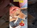 is dog ke tang mein chot lagi Hai ! #viral #dog #cute dog #vlog
