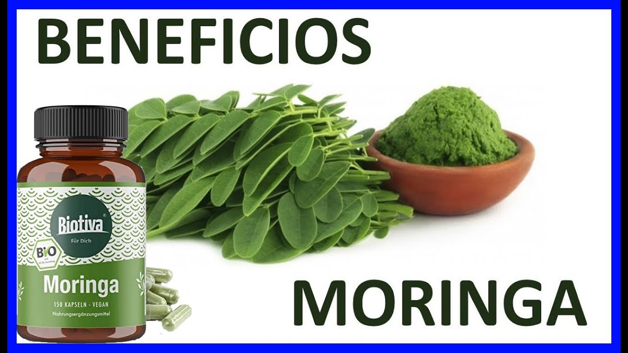 Para Que Sirve La Moringa En Semilla Beneficios De Las Semillas De