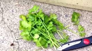 How to Harvest Cilantro How to Harvest Cilantro