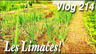 Comment Réduire les Limaces | Plantations et Tour Des Semis -Vlog 214-