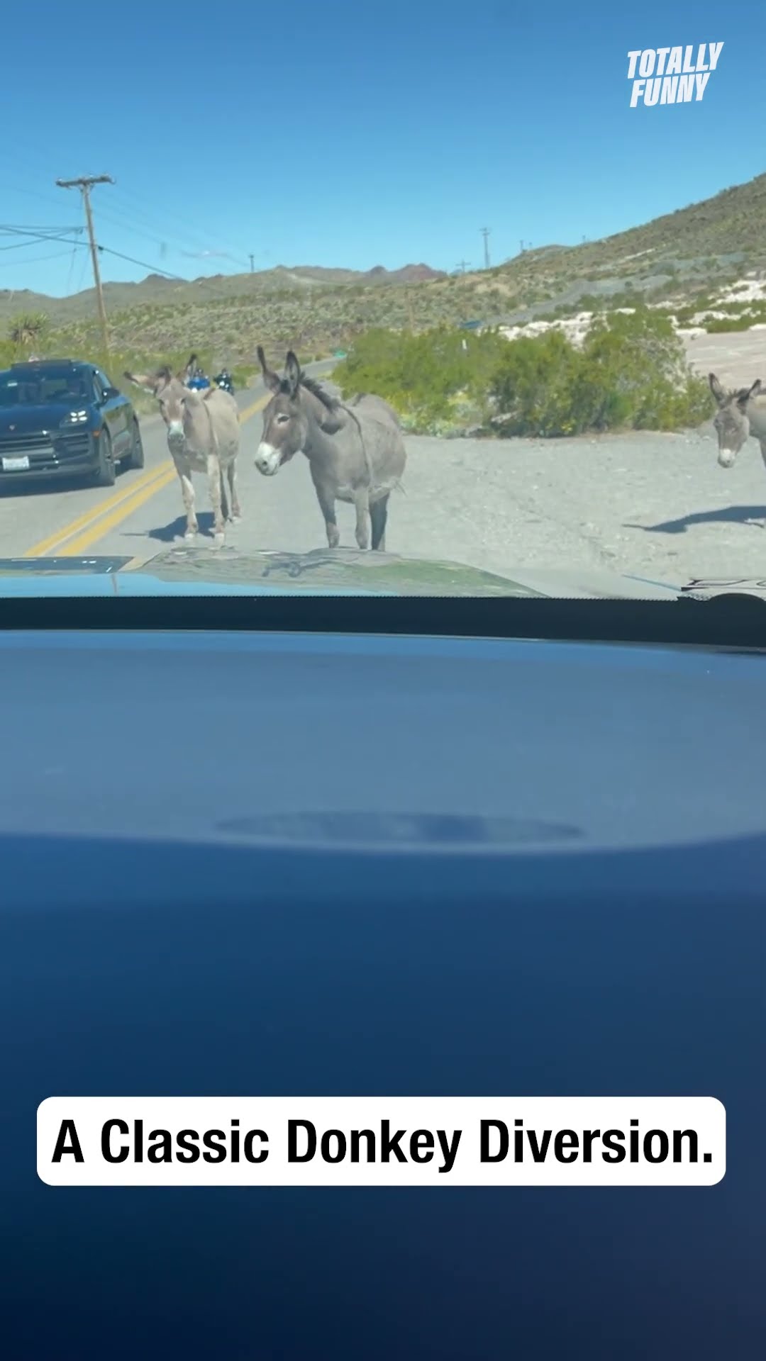 How long has that donkey been standing there?! 😆 #shorts